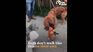 Dog/Puppy Abuse video - Truth behind dog walking on 2 legs !!! Brutal training