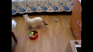 Обман зрения у тайской кошки! Это надо видеть! Тайские кошки - это чудо! Funny Cats