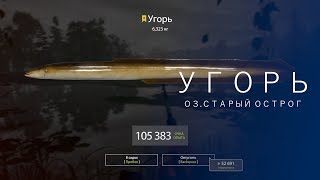 РУССКАЯ РЫБАЛКА 4 | RF4 - УГОРЬ, ОЗ.СТАРЫЙ ОСТРОГ