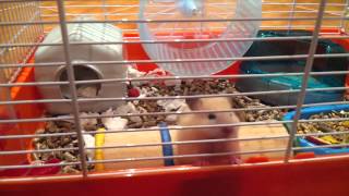 Ангорский королевский хомяк (самка)) / Royal angora Hamster