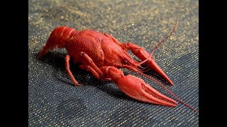 РАК ♋ГОРОСКОП, ТАРО ПРОГНОЗ.? ИЮЛЬ 2019