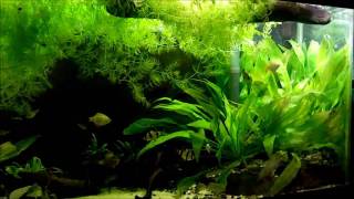 55 Gallon Freshwater Planted Community Aquarium 2011