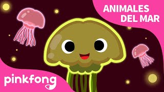 Medusa | Animales del Mar | Pinkfong Canciones Infantiles