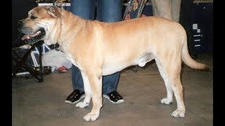 Majorca Mastiff