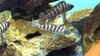 Neolamprologus CYLINDRICUS  Лампрологус цилиндрикус аквариумные рыбки