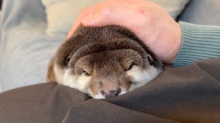 ブニブニな顔を持つカワウソが何やっても動かない A lion-like otter with a buzzy face