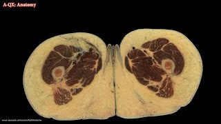 Female Reproductive Organs / Женские половые органы - половая система.