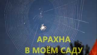 Арахна в моём саду