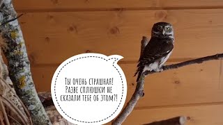 Проверяем всех сов после ночного мокрого снегопада. Сова Ёль наследила в снегу и погнала Морошку
