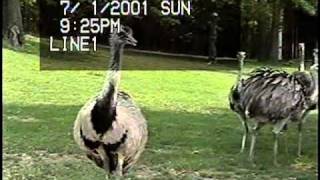 Ostriches Mating up close aka Earthquaking Bird Sex Safari aka "Scary Bird Penis"