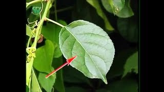 Лист. Внешнее строение листа. Общая характеристика листа