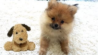 Возвращение КУМА ЧАН. Собаки блогеры и их клички. Как назвать мою собаку!