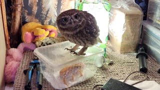 Совёнок Лучик выпроваживает ящера Демонсона из дома. Скатертью дорога! Не забудь свой хвост!