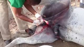 EQUINE Horse Castration Onset