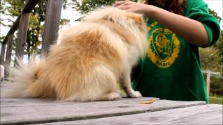 How to properly brush your Pomeranian