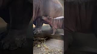 Bouncing Baby Hippo Boy - Cincinnati Zoo #shorts