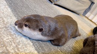カワウソさくら 常にカワウソや猫がくっついてくる家 My home where otter and cat always stick together