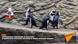 Африканские пингвины приехали в тбилисский зоопарк