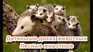 Лесные животные - Детеныши диких животных