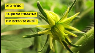 Я в шоке! Рассада томатов для раннего урожая сезона 2022 зацвела на месяц раньше!