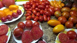Этот невзрачный Гномик поразил меня своим изысканным вкусом. Томатный Гном Сердце Бадди.