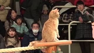 なかなか見れない猫によるショー　ザ・キャッツ　那須どうぶつ王国へ行って来ました！　2017年2月4日