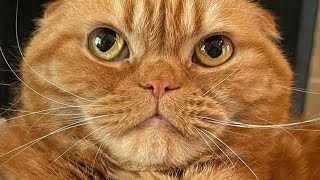 Cat looks unimpressed with humanity. But loves mice.