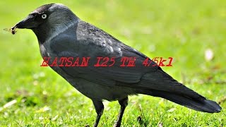 Hatsan 125 TH 4.5 vs Крук