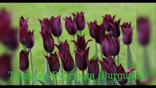 Tulip Burgundy (Тюльпан Бургунди)