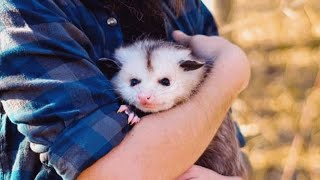 This dwarf possum doesn't have long to live. A woman adopted her.