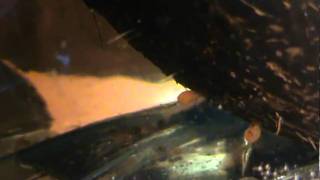 L181 fry  day2