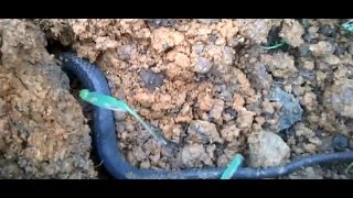 Ra Đồng Câu Cá Gặp Những Thằng Liều Nhất Năm Và Cái Kết Bất Ngờ Tụi Này Ở Quảng Trị