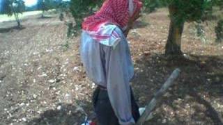 jindires.com   سيدو باشو عفرينweneyen dimen u kedkaren efrin