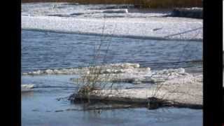 Белая лебедь - Галина Ненашева