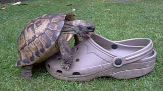 Tortoise having sex with a shoe, squeaking.