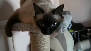 Сиамская кошка разговаривает.  (Siamese cat talking.)