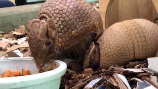 Home Safari - Baby Armadillo - Cincinnati Zoo