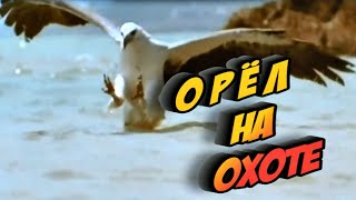 Орёл на охоте! Битва животных! Орёл против волка лисы змеи козы тетерева гуся зайца