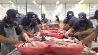 Pangasius ANMYFISHCO
