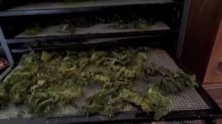 NUT FREE KALE CHIPS THAT TASTE LIKE PIZZA USING EXCALIBUR FOOD DEHYDRATOR