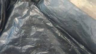 Percobaan membuat ratu lebah trigona