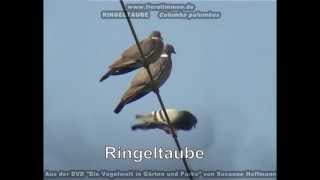 Ringeltaube, größte Wildtaube Europas - Columba palumbus