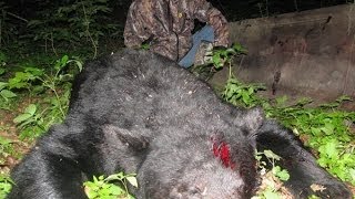 Охота на медведя. Bear hunting.
