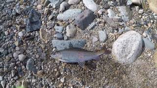 Ловля хариуса на Казыре в Кузнецом Алатау (Fly-fishing in Siberia)