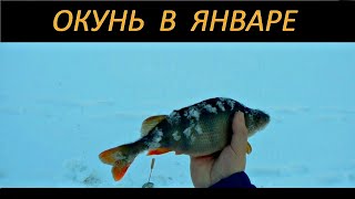 Окунь в январе. Ловля на балансир и безмотылку.Жерлицы.
