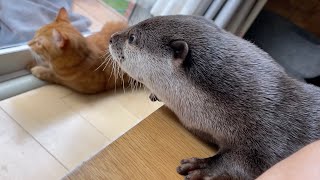 脇の間に入りたくて何度も突っ込んでくるカワウソ otter that repeatedly lunges at me to get between my sides.