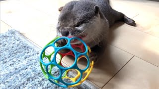 カワウソさくら かみかみしてるところを猫に観察されるカワウソ cat observing a scene where an otter bites