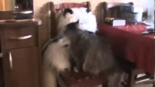 Кошка и её игрушечный друг Cat and her toy friend Юмор! Прикол! Смех