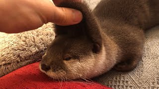 カワウソさくら どこまで首筋伸びるのかぷにってみた otter with a stretched neck