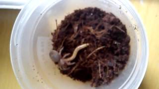 Acanthoscurria geniculata karmienie